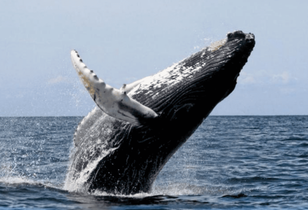 AVISTAMIENTO-DE-BALLENAS